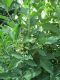 Euonymus europaeus