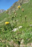 Crepis sibirica. Верхушка отцветающего растения. Кабардино-Балкария, Эльбрусский р-н, долина р. Ирикчат, ок. 2700 м н.у.м., субальпийский луг. 06.08.2018.