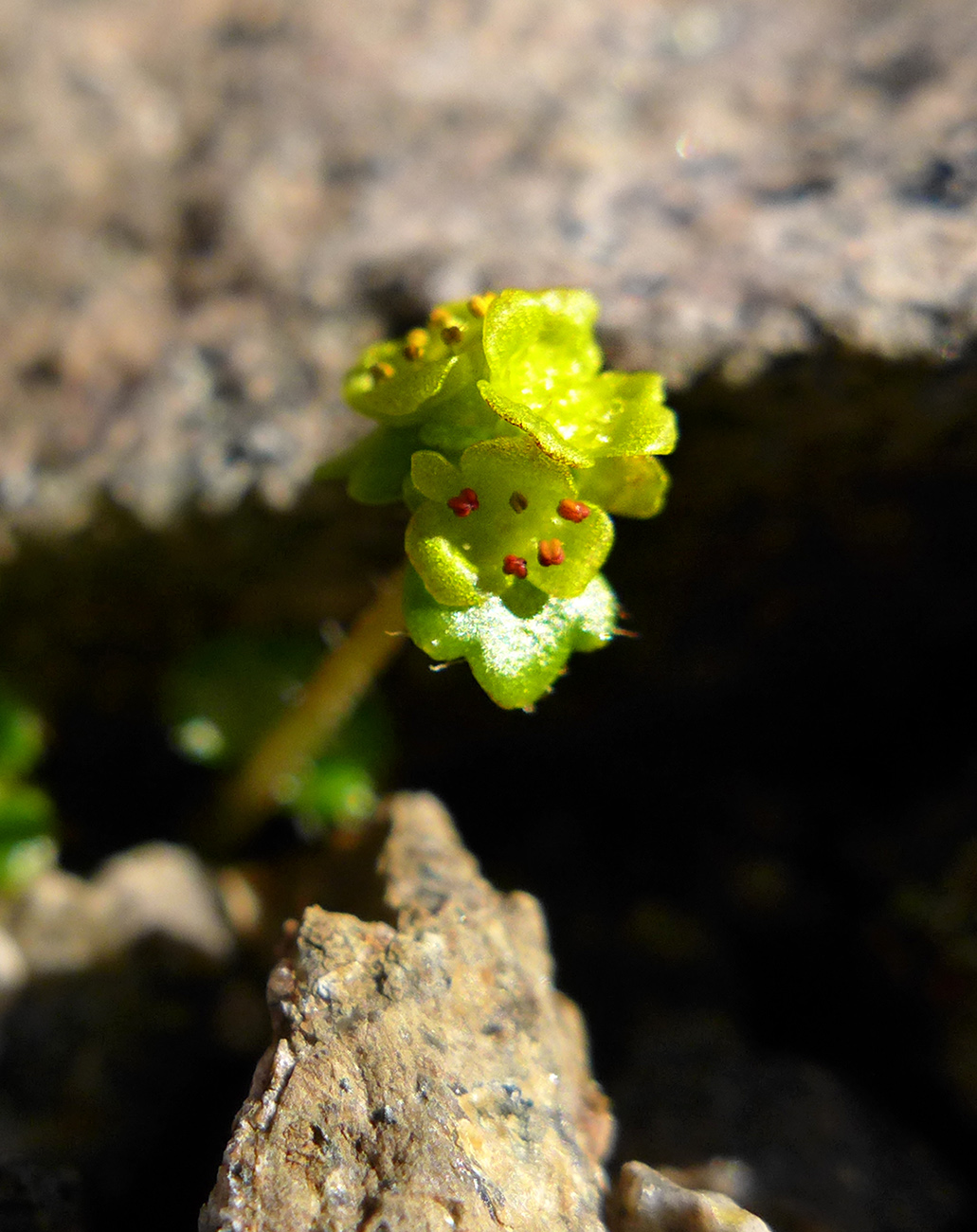 Image of genus Chrysosplenium specimen.