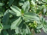 Asclepias syriaca