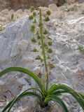 Leopoldia comosa