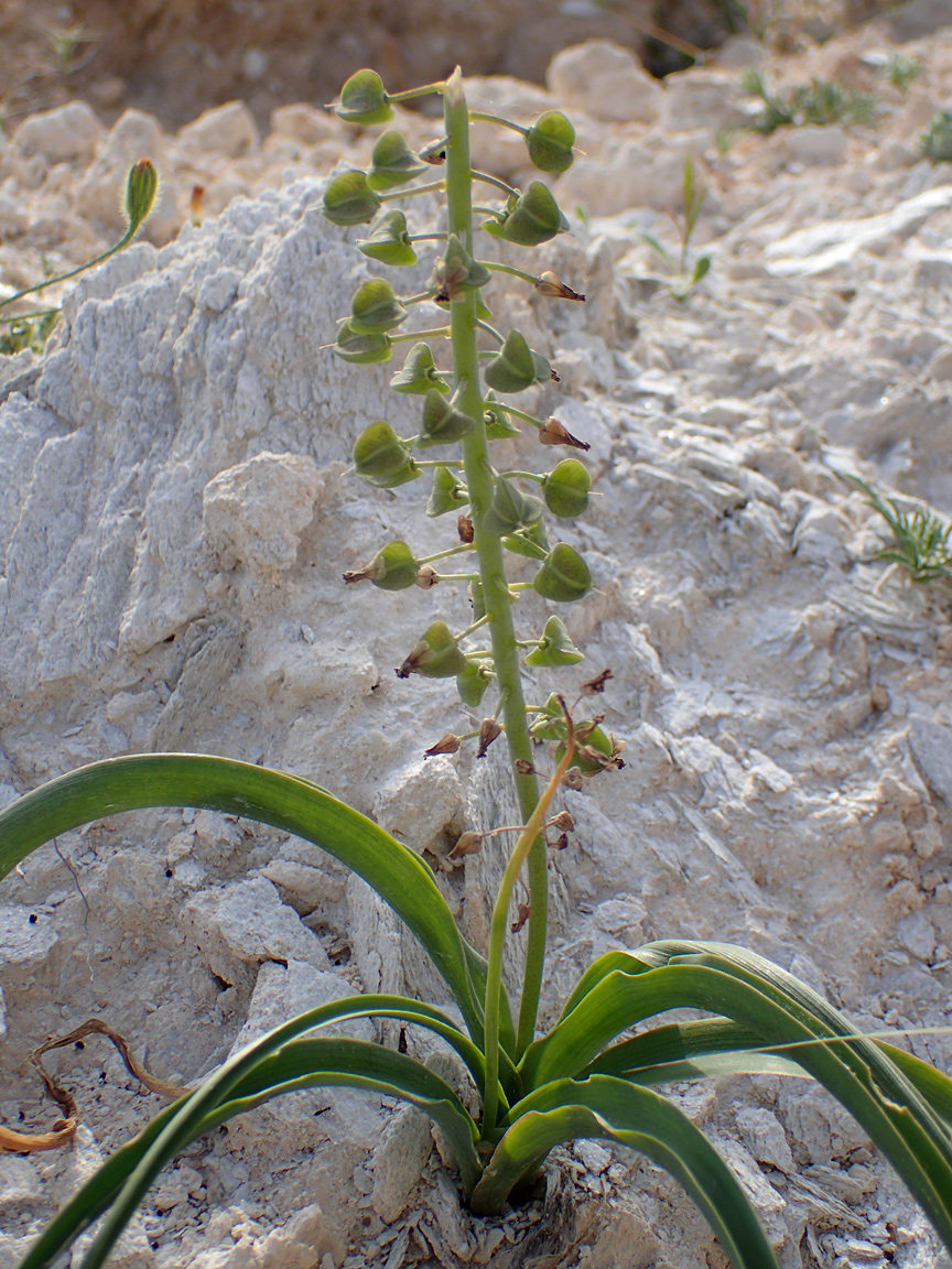 Изображение особи Leopoldia comosa.