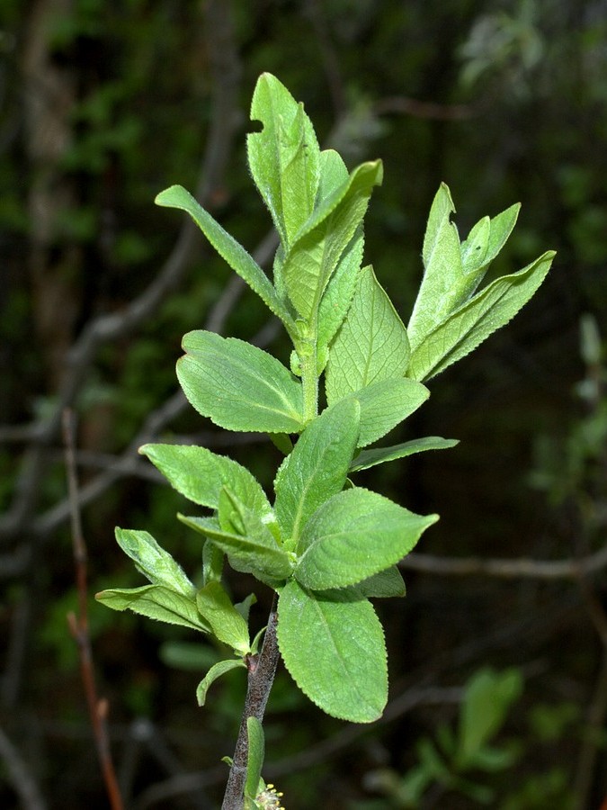 Image of Salix hastata specimen.