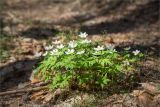 Anemone nemorosa. Цветущие растения. Псковская обл., Себежский р-н, лиственно-сосновый лес, опушка. 30.04.2018.