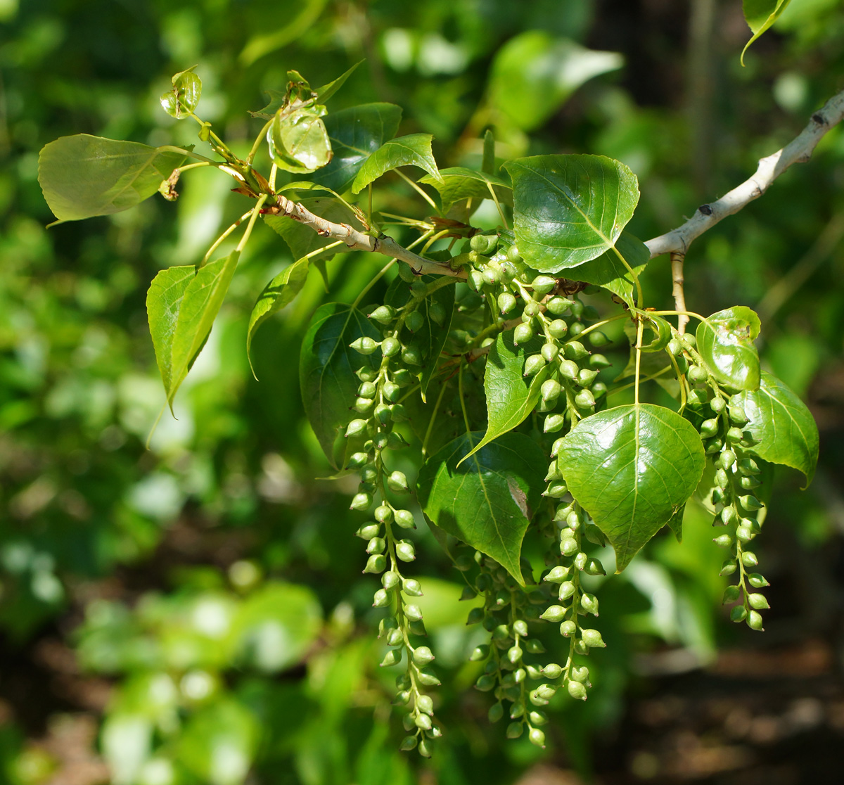 Изображение особи Populus &times; sibirica.