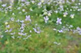 Thalictrum delavayi