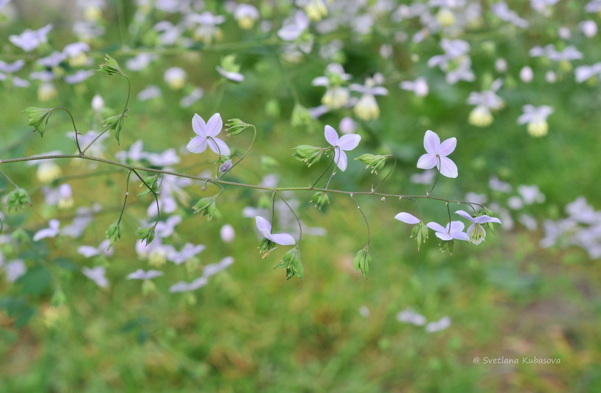 Изображение особи Thalictrum delavayi.