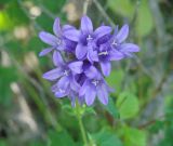 Campanula glomerata