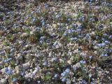 Myosotis incrassata. Цветущие растения. Крым, Севастополь, Сарандинакина балка. 07.04.2018.