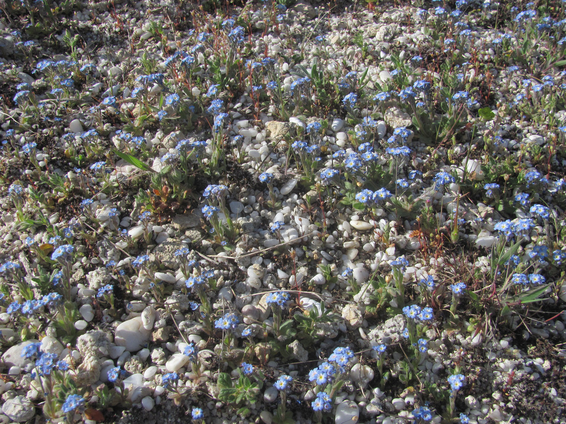 Image of Myosotis incrassata specimen.