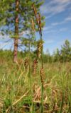 Carex paupercula. Верхушки растений с тычиночными и андрогинными колосками. Окрестности Архангельска, болото. 13 июня 2010 г.