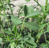 genus Melilotus