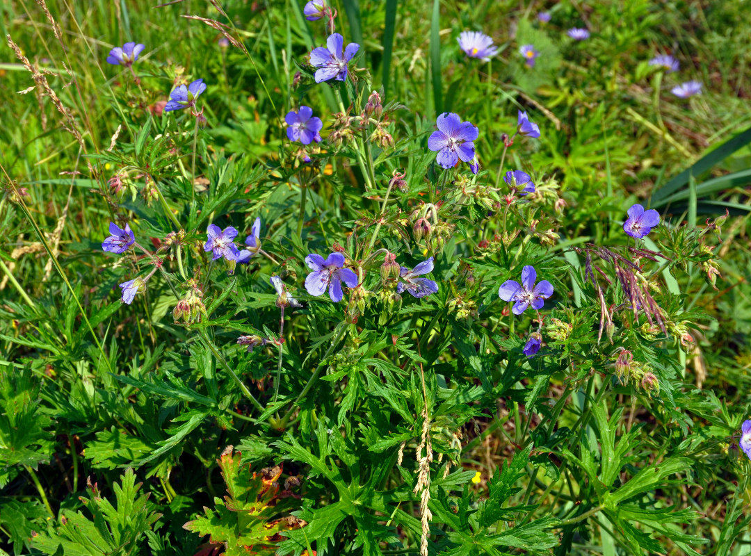 Image of Geranium pratense specimen.