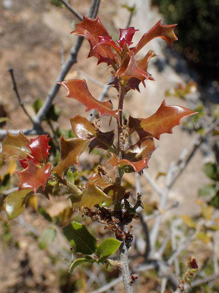 Изображение особи Quercus coccifera.