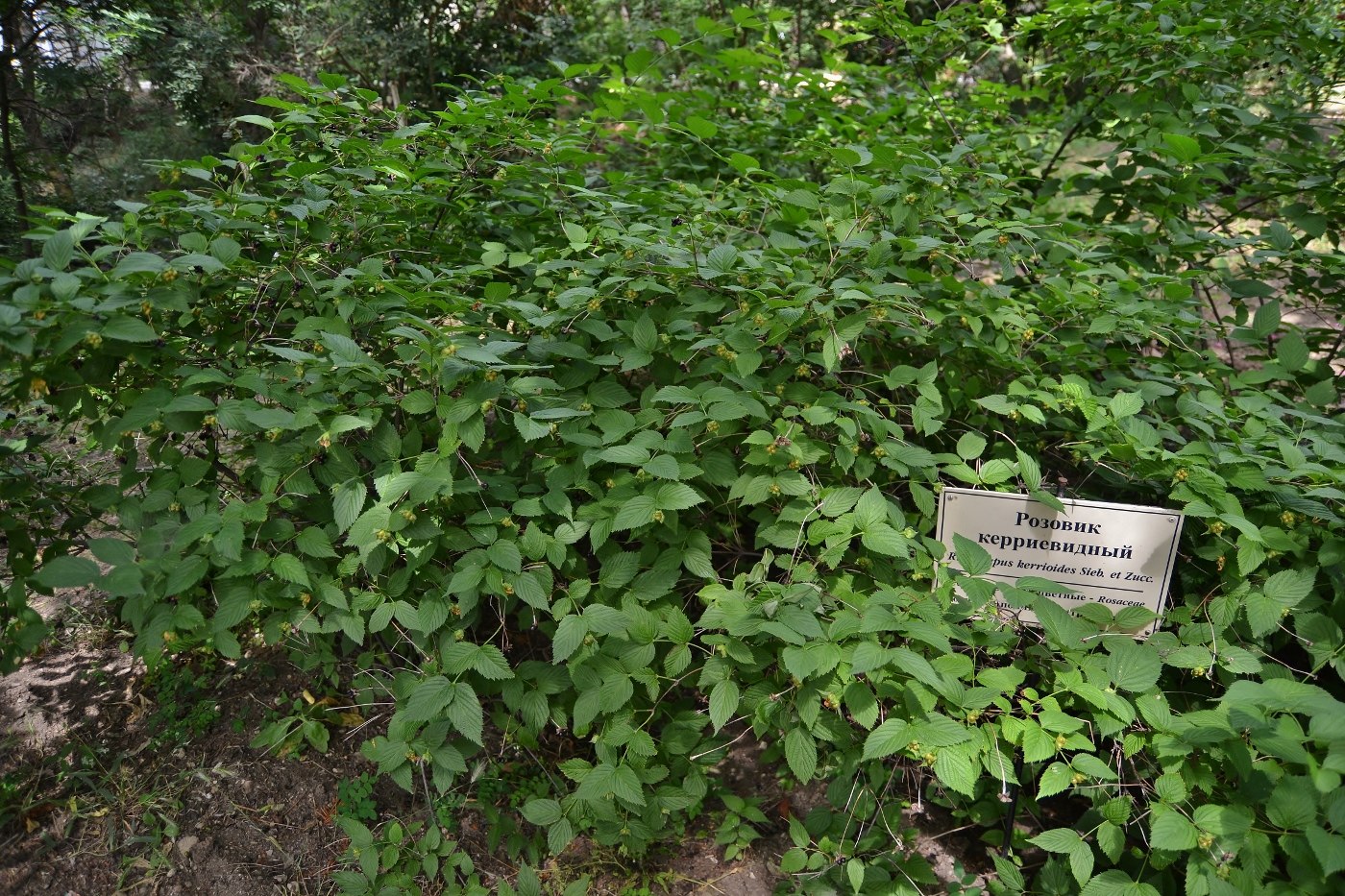 Image of Rhodotypos scandens specimen.