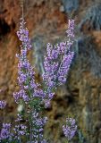 Erica manipuliflora
