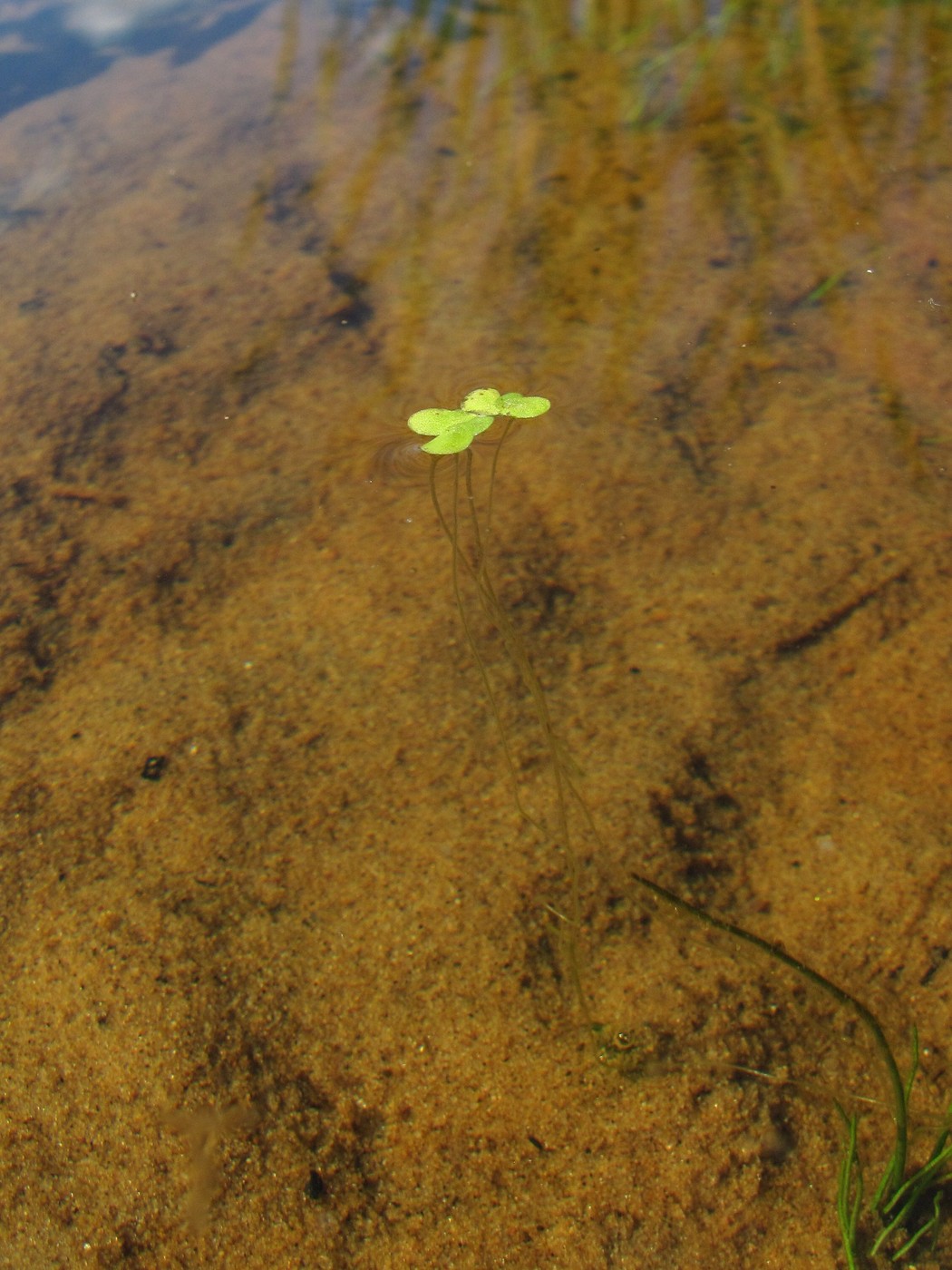 Image of Lemna minor specimen.