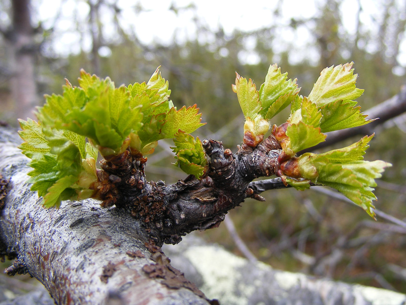 Изображение особи Betula czerepanovii.