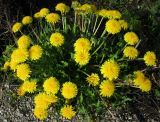 Taraxacum officinale