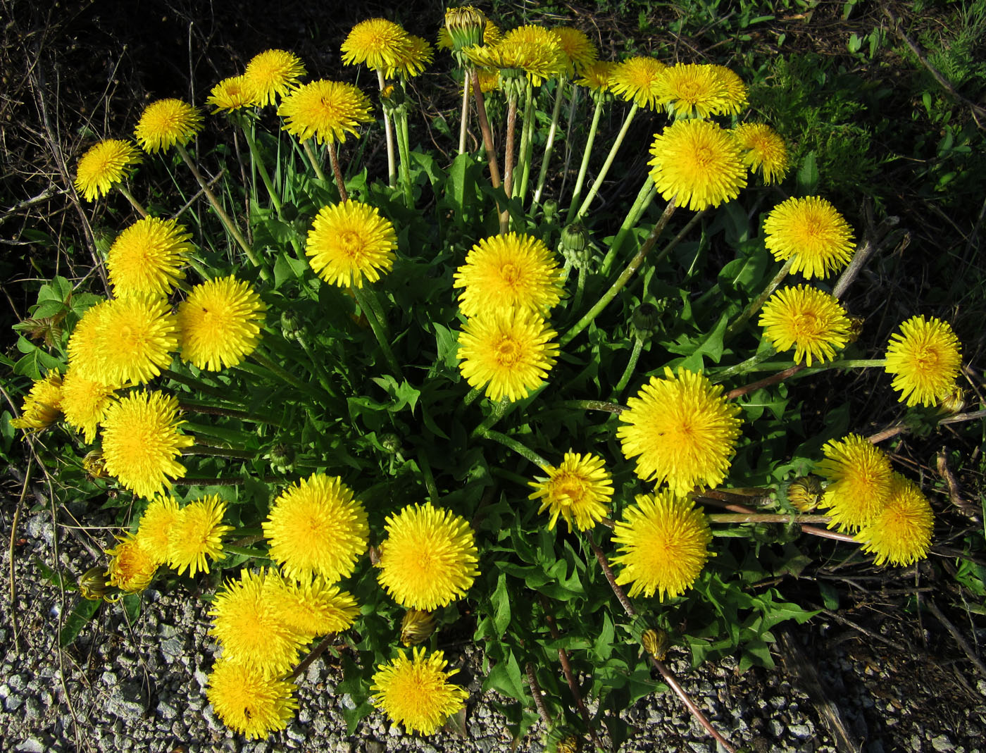 Изображение особи Taraxacum officinale.