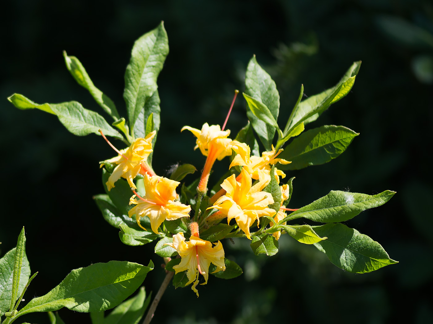 Изображение особи род Rhododendron.