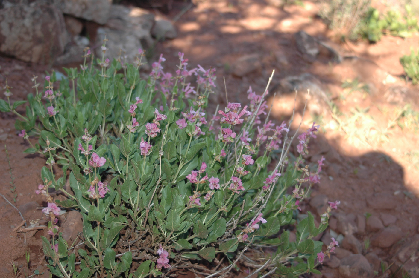 Изображение особи Salvia bucharica.