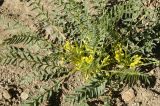 Astragalus aegobromus