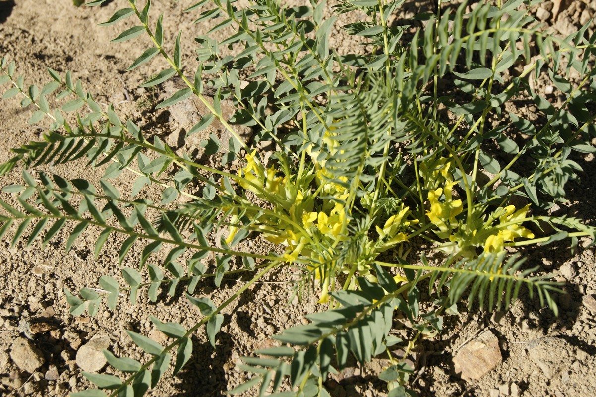 Изображение особи Astragalus aegobromus.