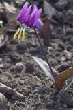 Erythronium sibiricum. Цветущее растение. Костромская обл., Судиславский р-н, дер. Антипино, в культуре. 23.04.2019.