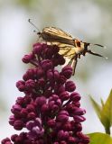 Syringa vulgaris