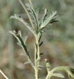 Image of taxon representative. Author is Роланд Цандекидис