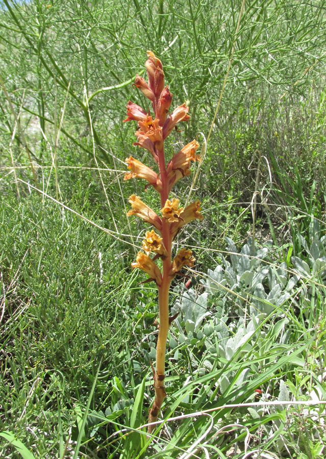 Image of Orobanche alba ssp. xanthostigma specimen.