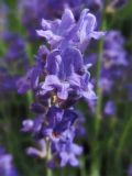 Lavandula angustifolia