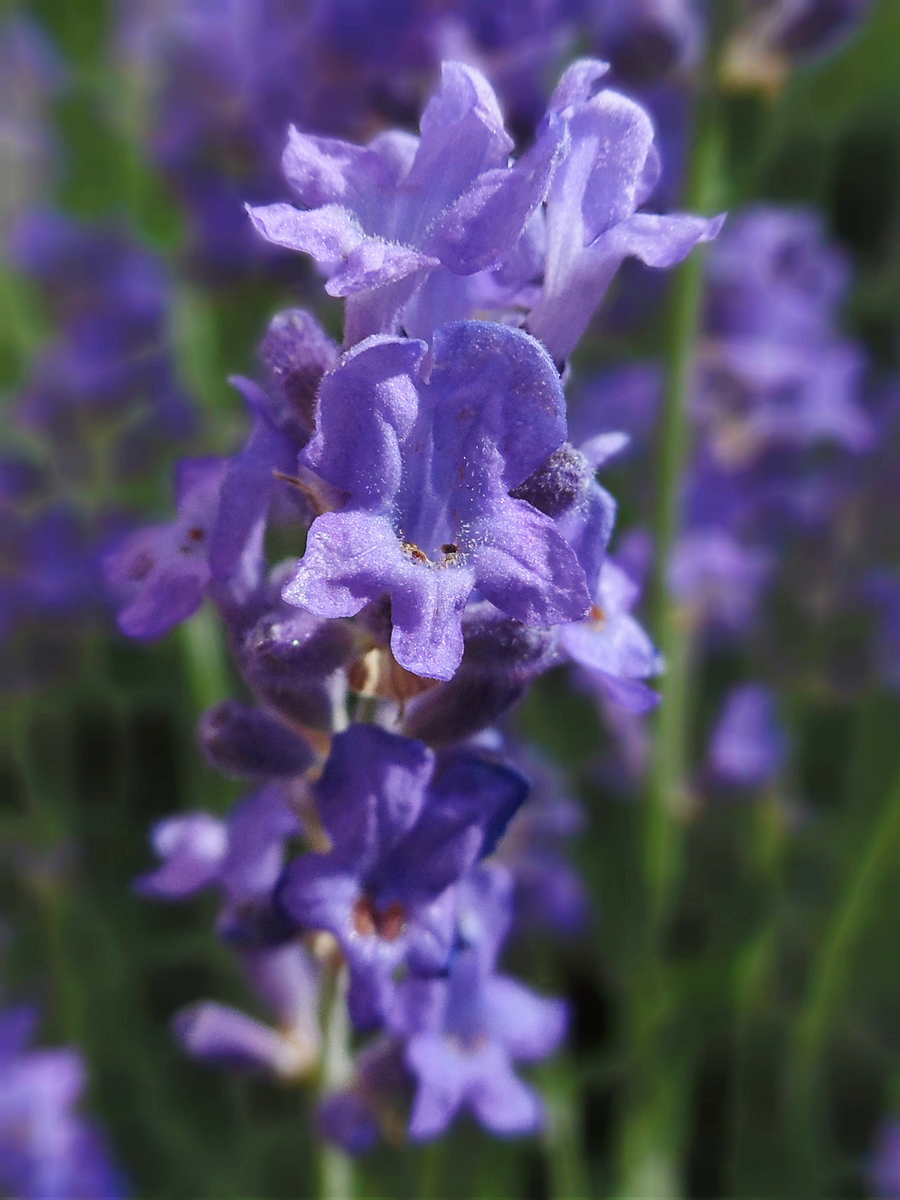 Изображение особи Lavandula angustifolia.