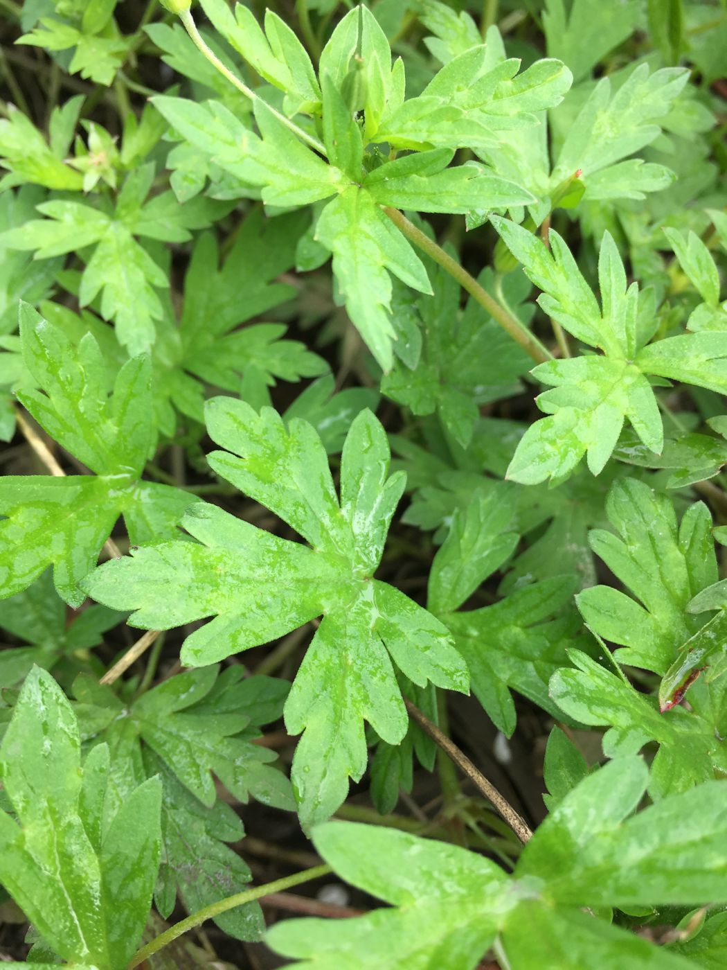 Image of Geranium sibiricum specimen.