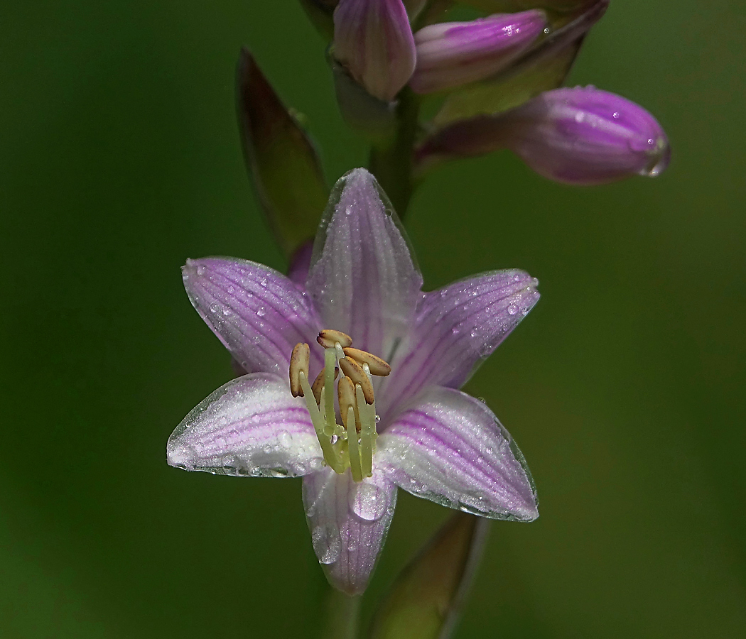 Изображение особи Hosta fortunei.