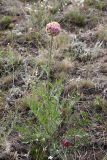 Stemmacantha uniflora