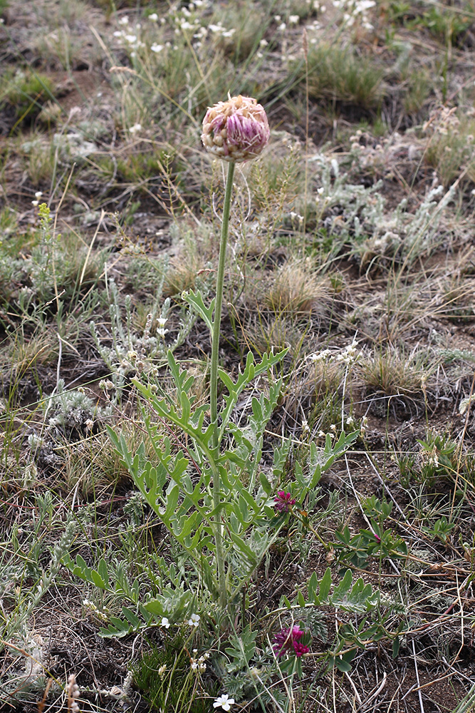 Image of Stemmacantha uniflora specimen.