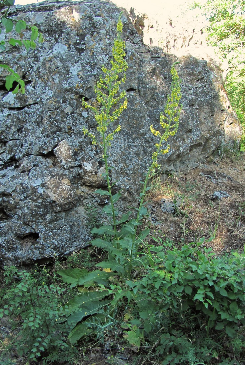 Изображение особи Verbascum pyramidatum.