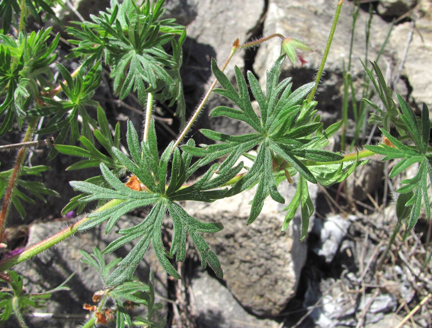 Изображение особи Geranium sanguineum.