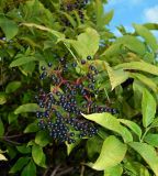 Sambucus nigra. Соплодие и части листьев. Москва, парк \"Коломенское\", \" Аптекарский огород\", в культуре. Август 2019 г.