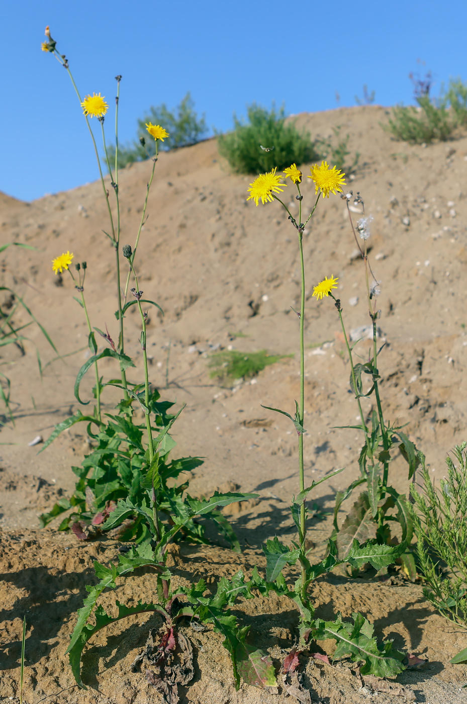 Image of Sonchus arvensis ssp. uliginosus specimen.