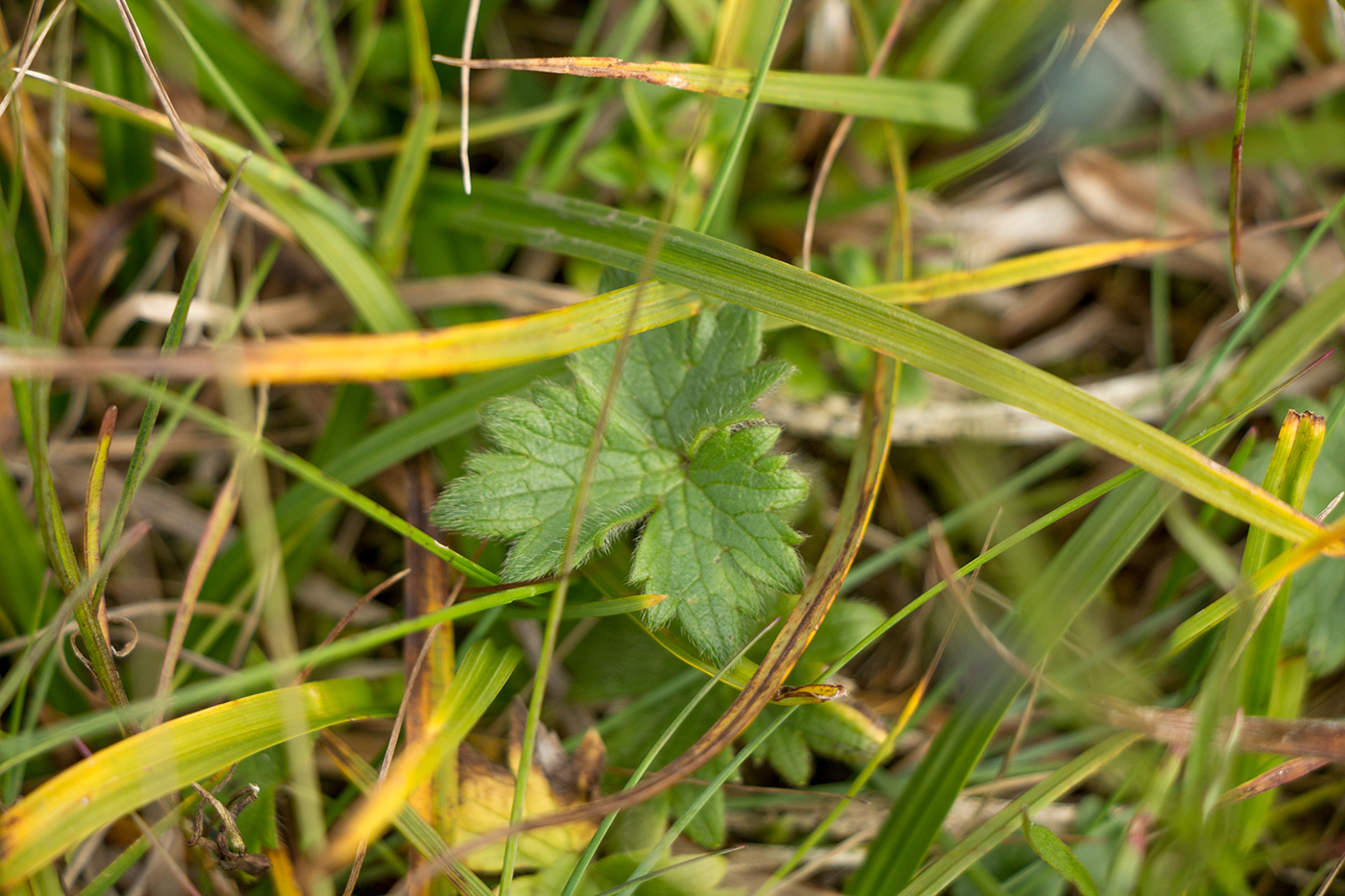 Изображение особи Ranunculus propinquus.