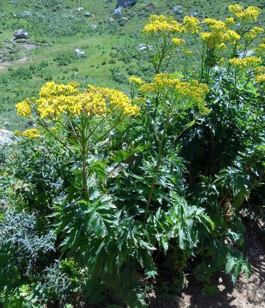 Изображение особи Senecio othonnae.