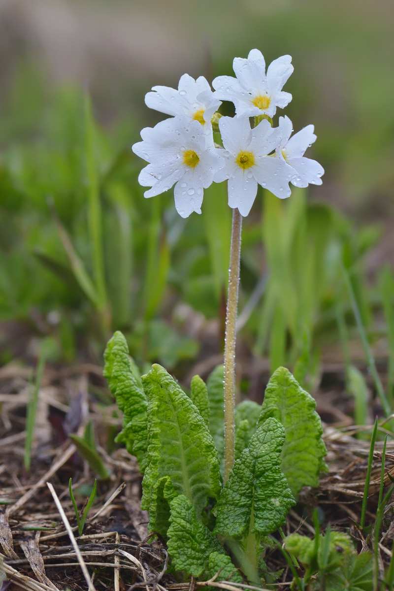 Изображение особи Primula amoena.