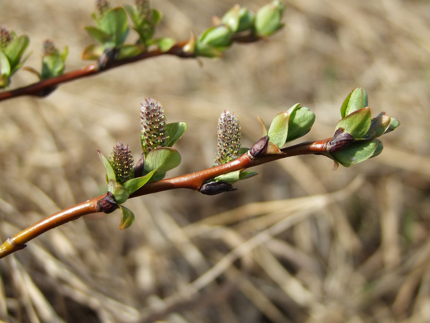 Изображение особи Salix fuscescens.