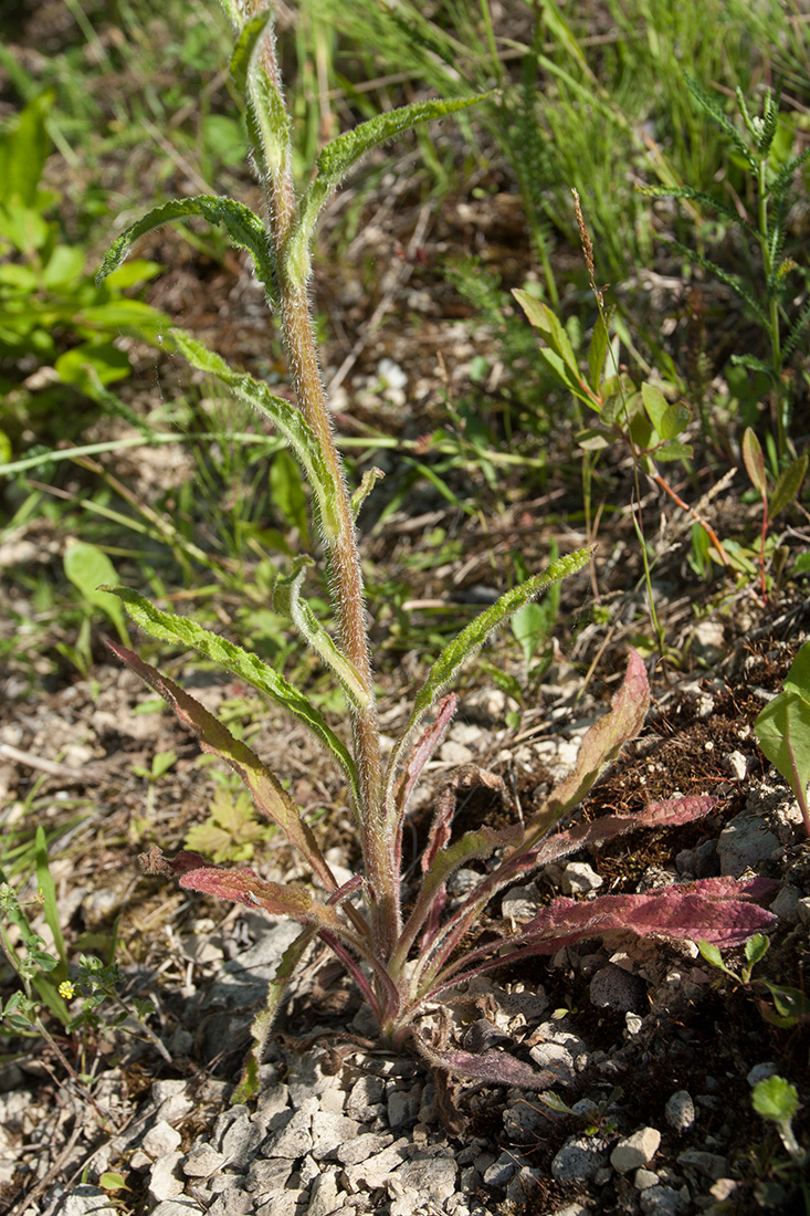 Изображение особи Campanula cervicaria.