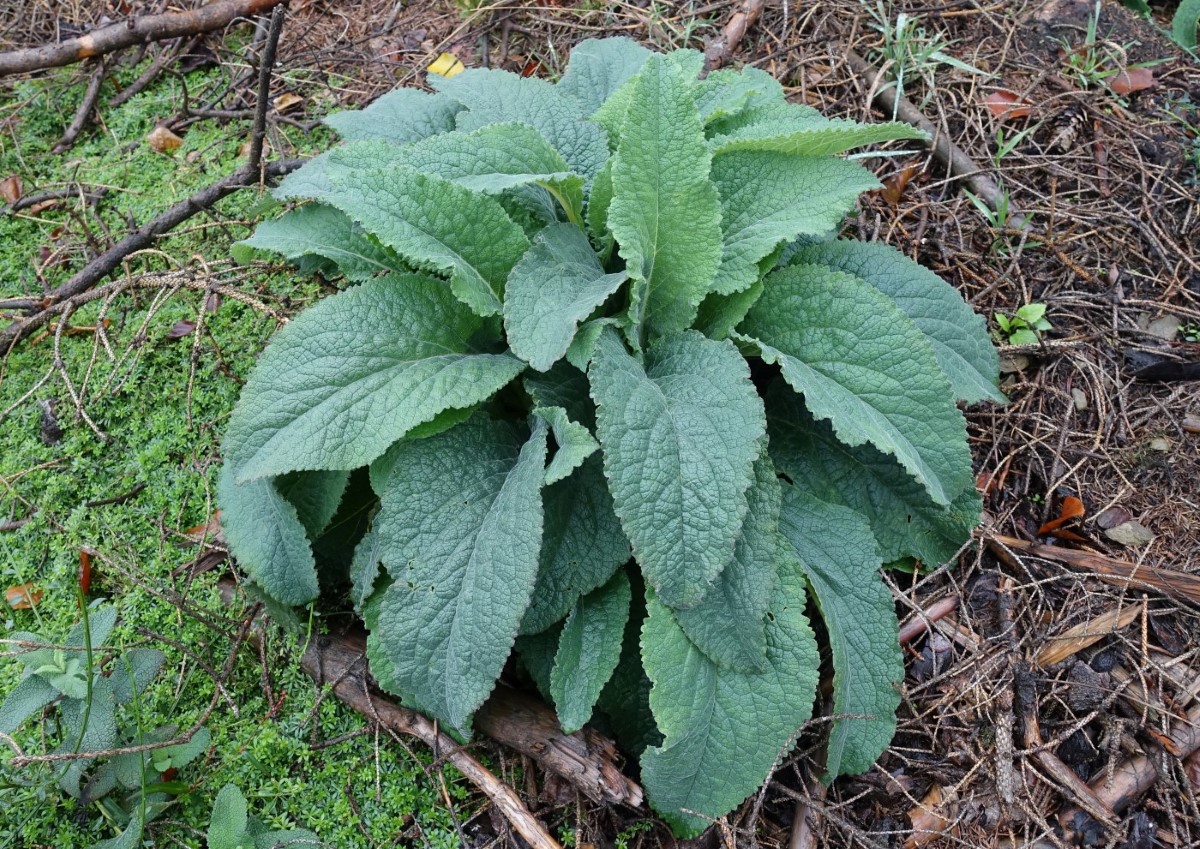 Image of Digitalis purpurea specimen.