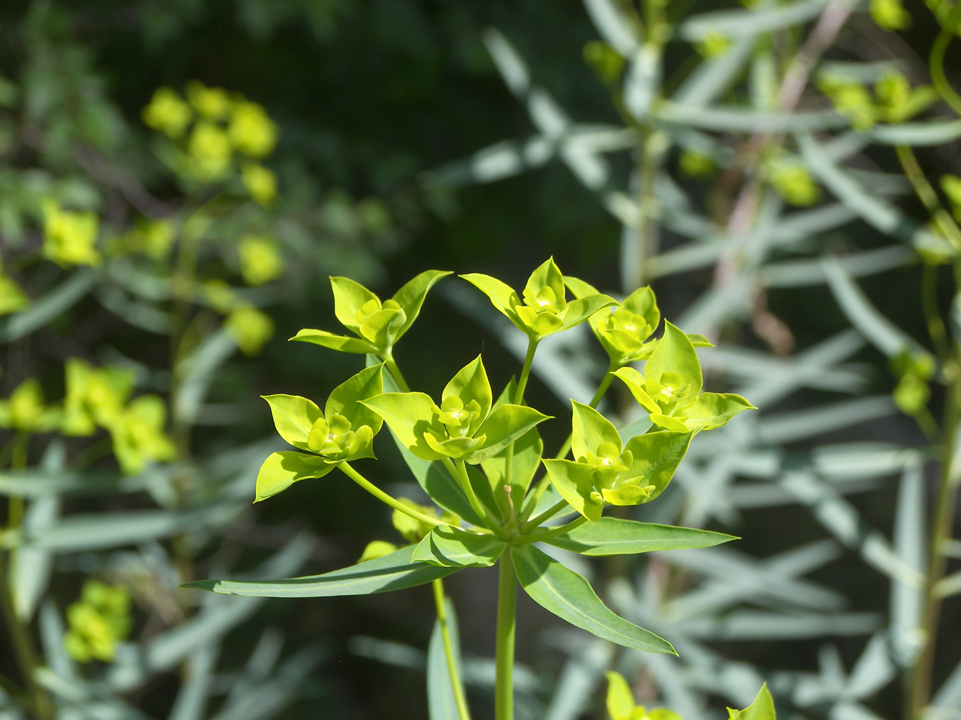 Изображение особи Euphorbia orientalis.