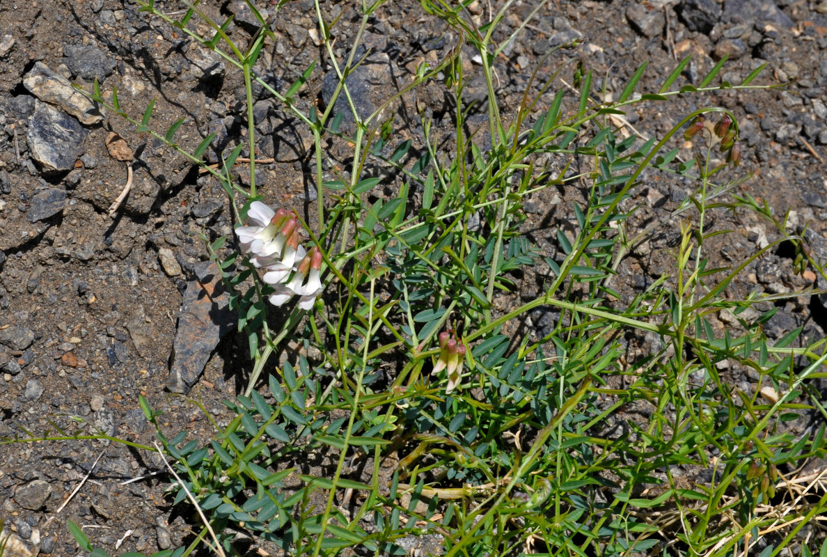 Image of Vicia costata specimen.